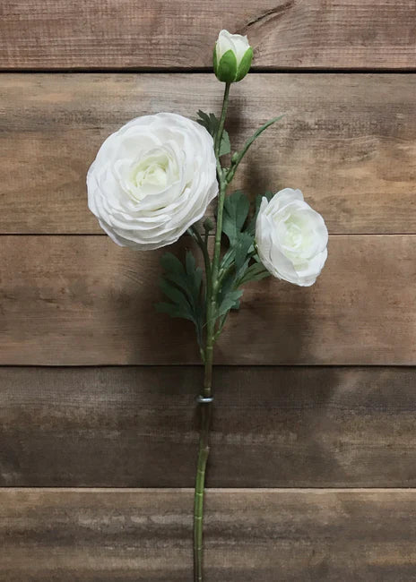 fresh Touch Ranunculus - White