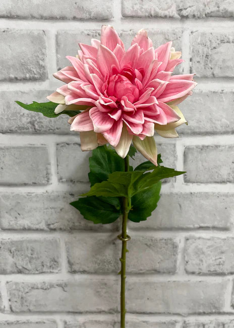 Dahlia - Fresh Pink
