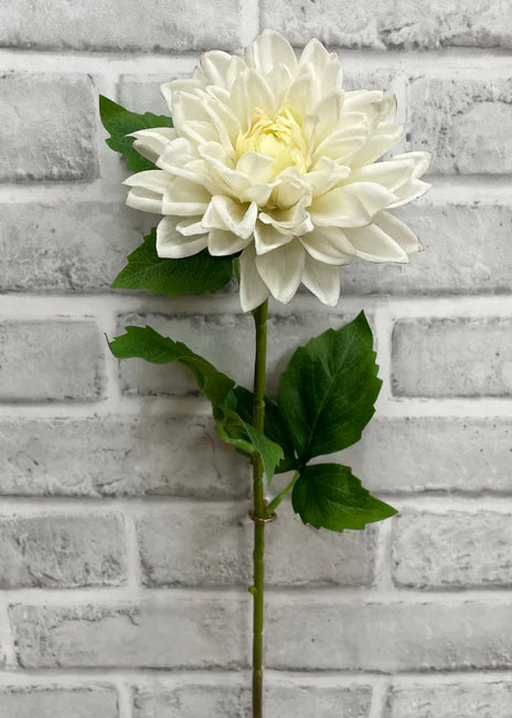 Dahlia - White