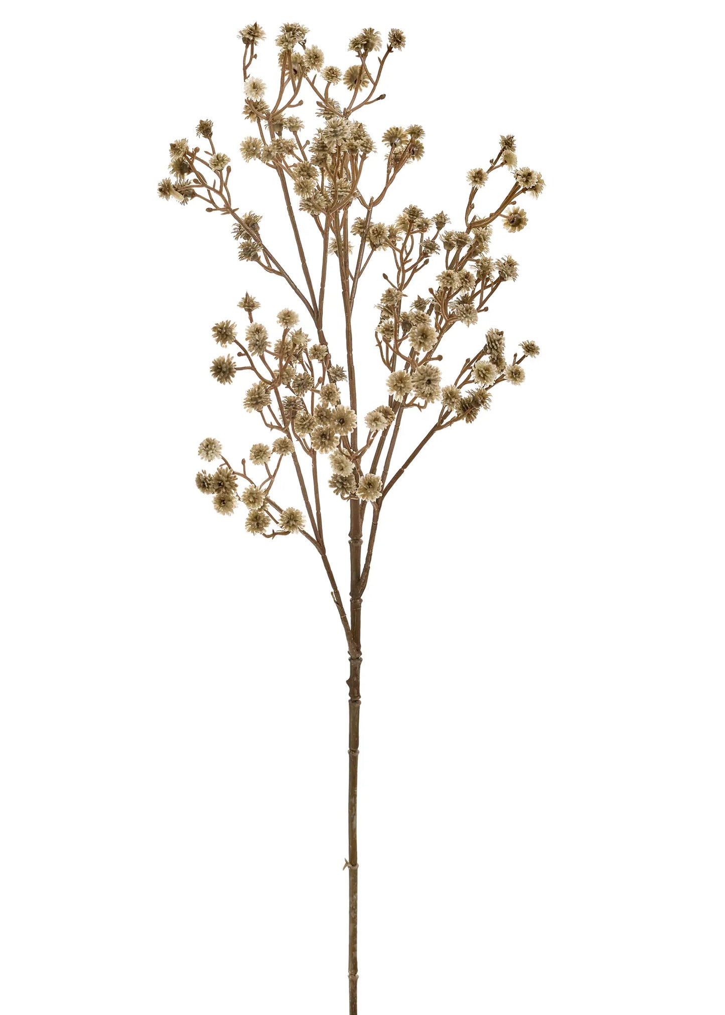 Green Stem of Flowers