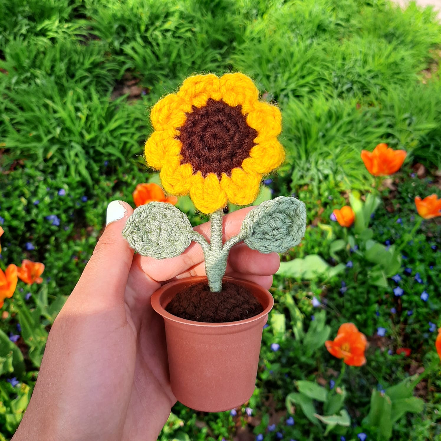 Potted Sunflower - 1