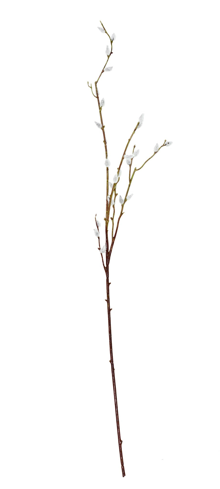 Willow Branch