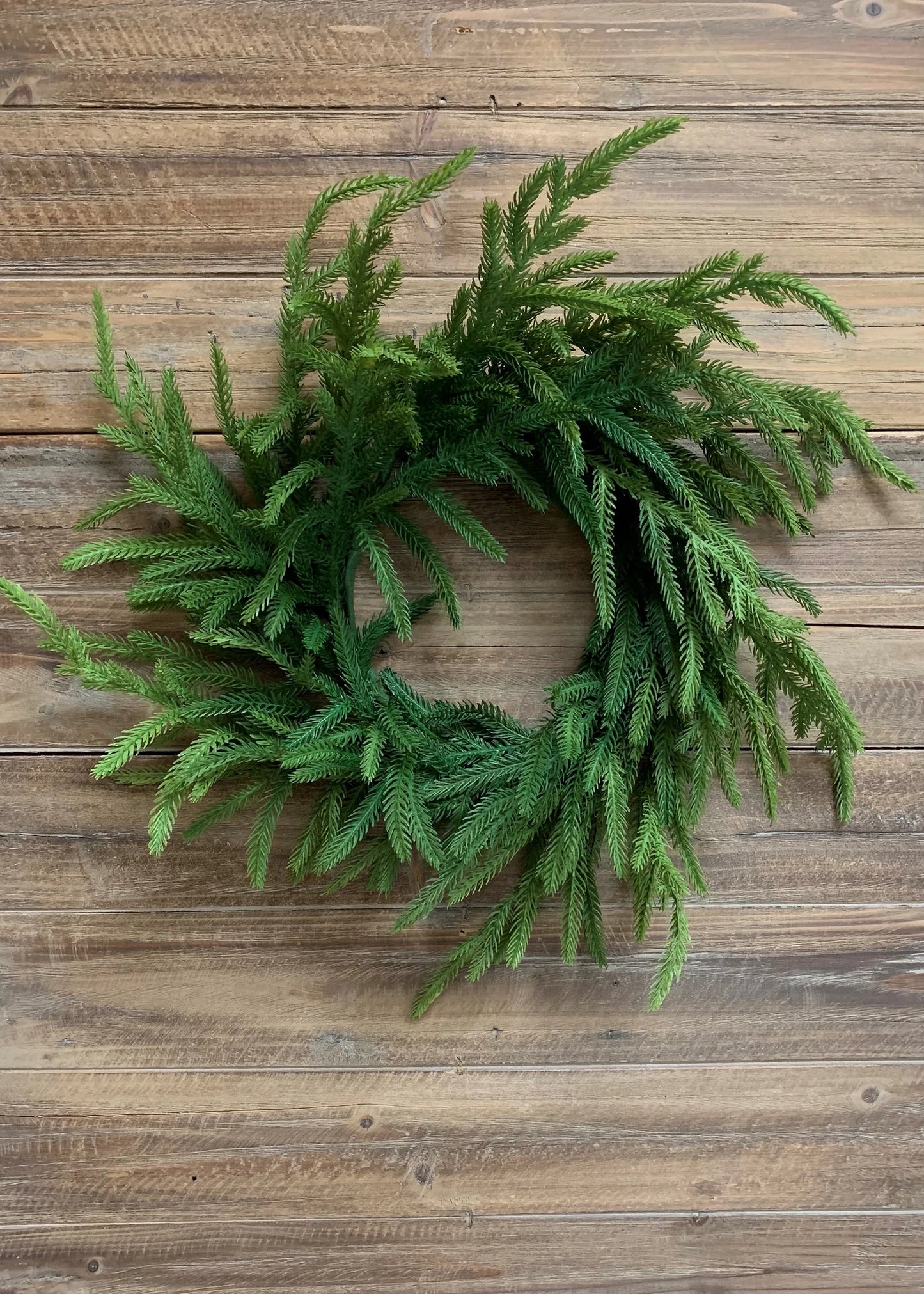 20" norfolk pine