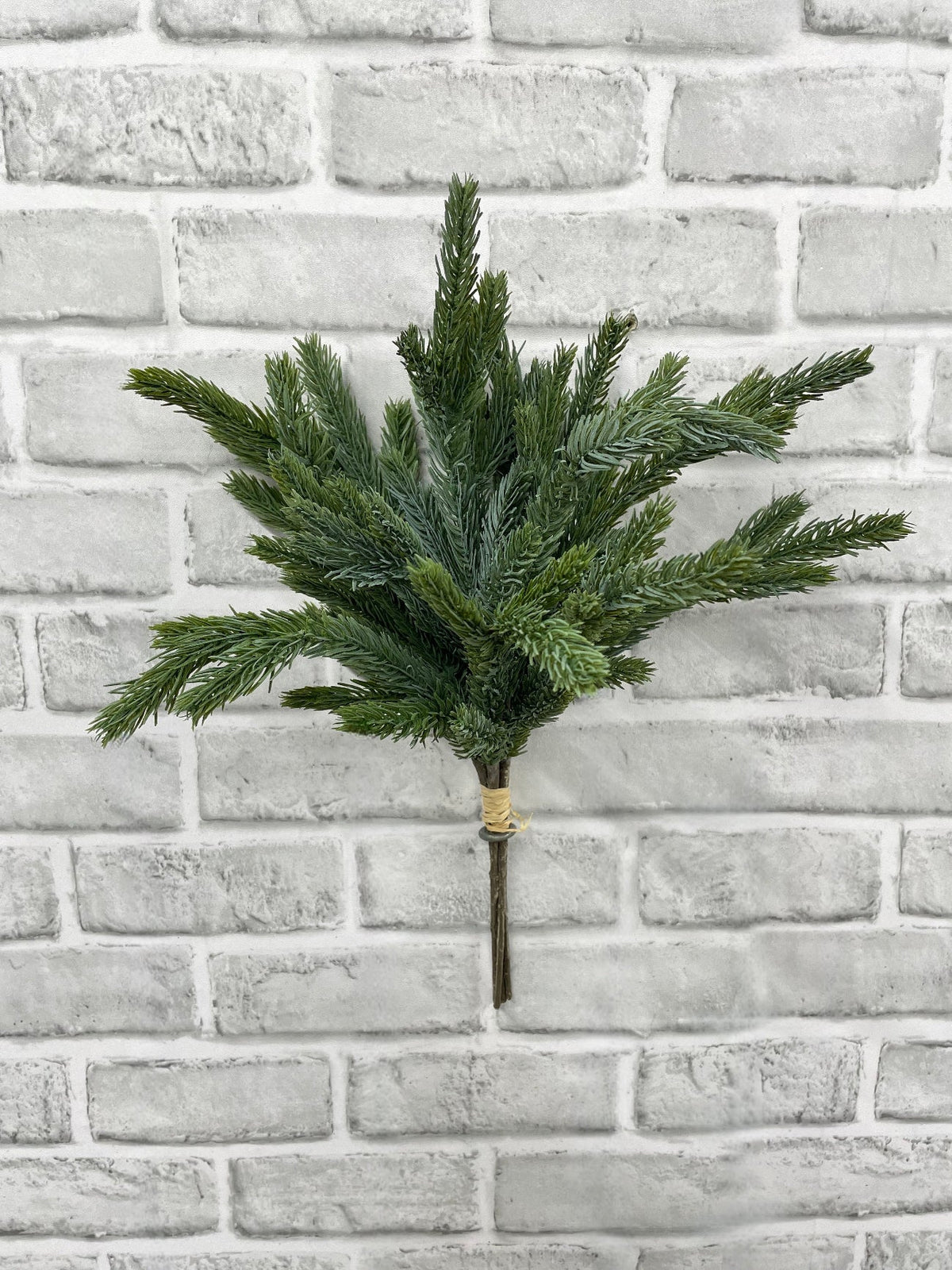 15" Blue Spruce Bundle