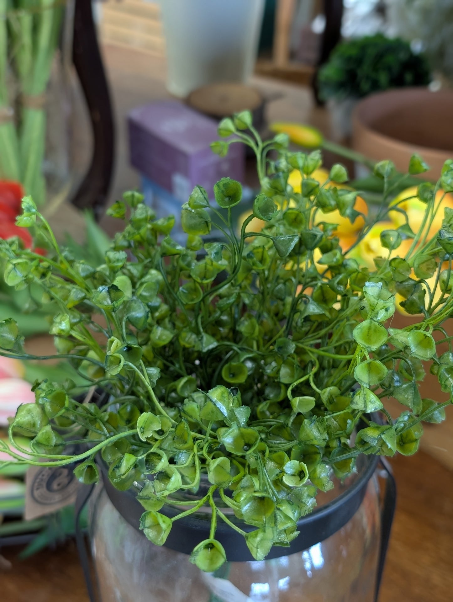 Baby Tears Bush - 13"