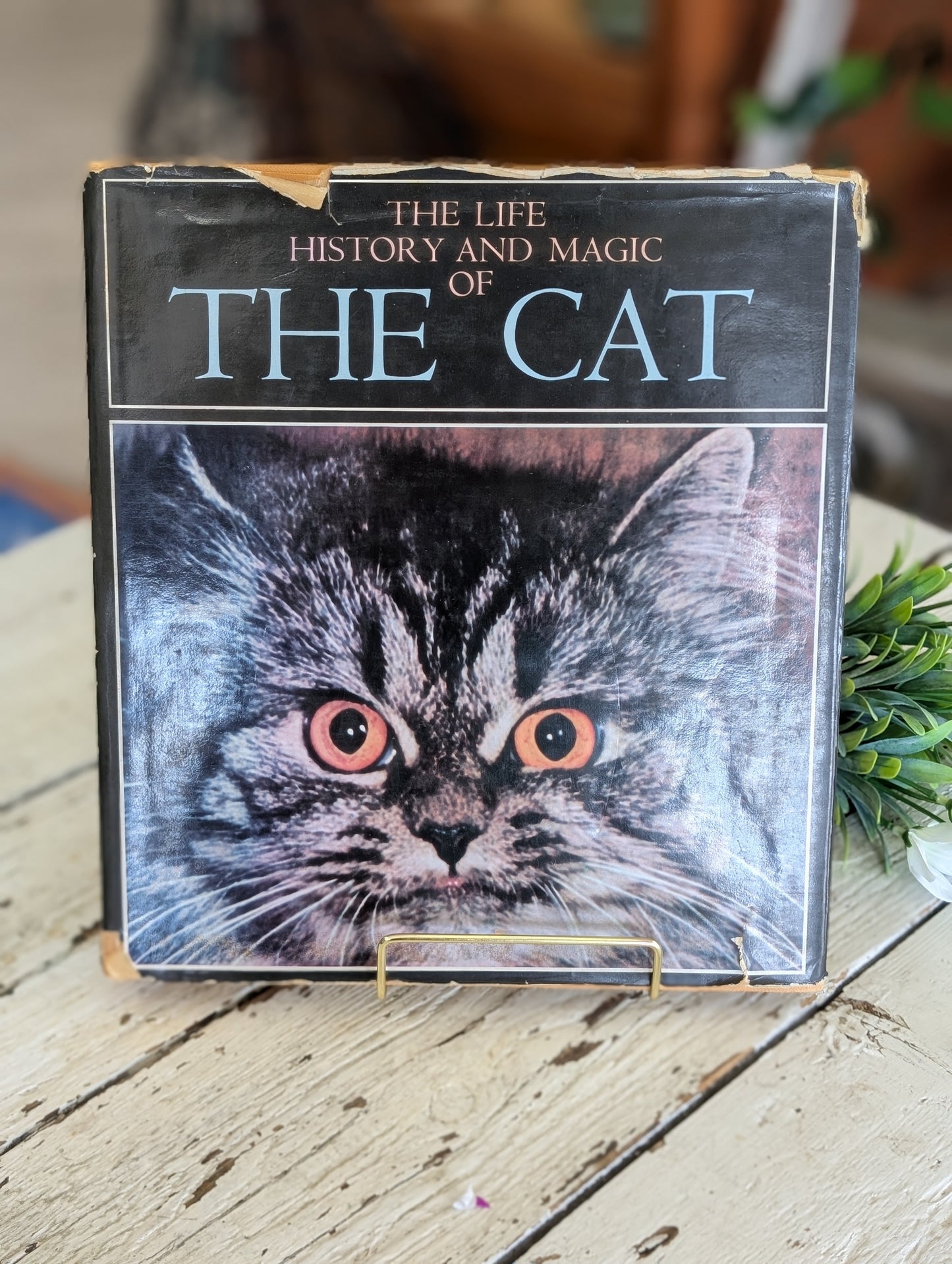 The Life, History and Magic of Cats