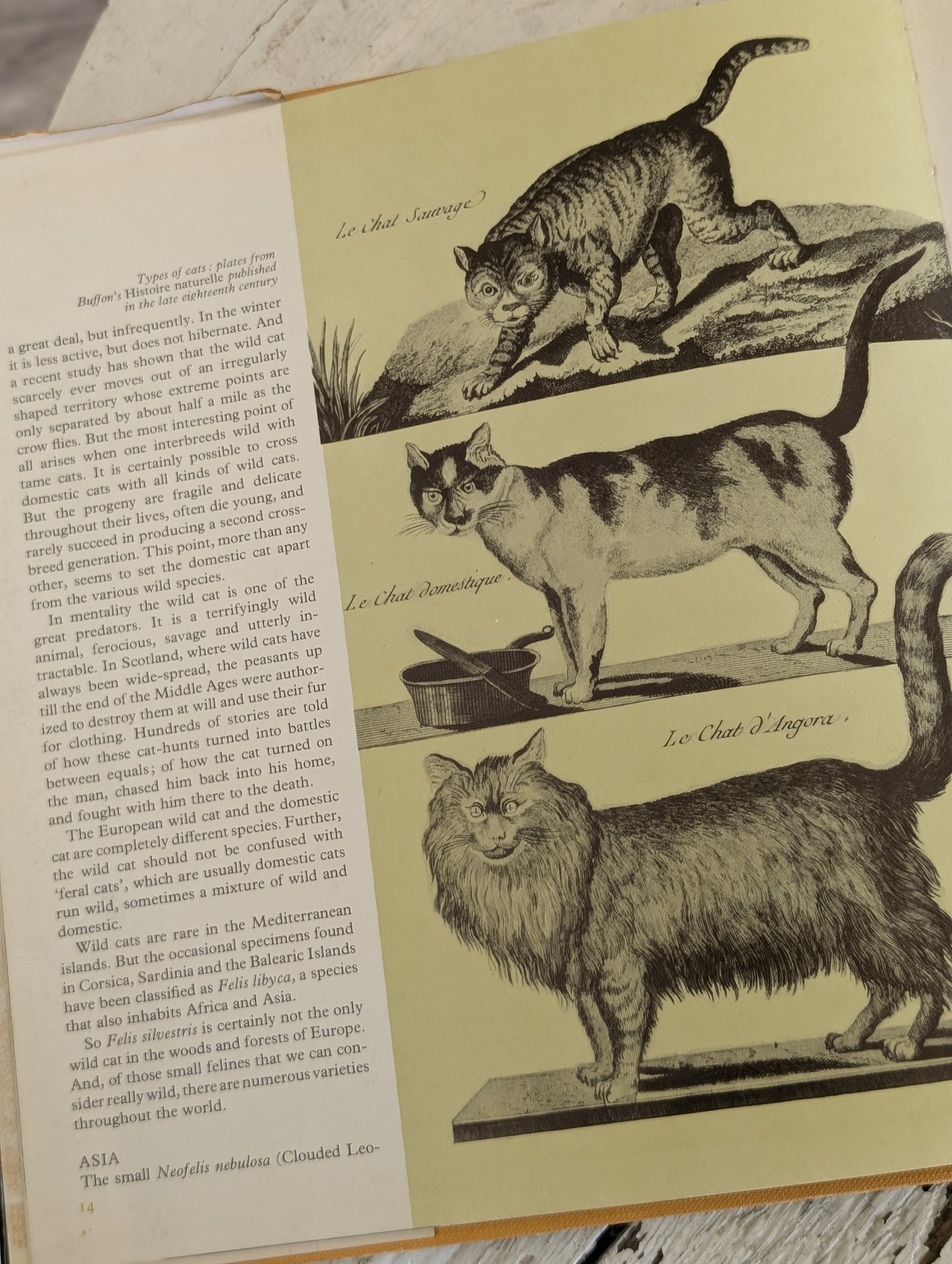 The Life, History and Magic of Cats