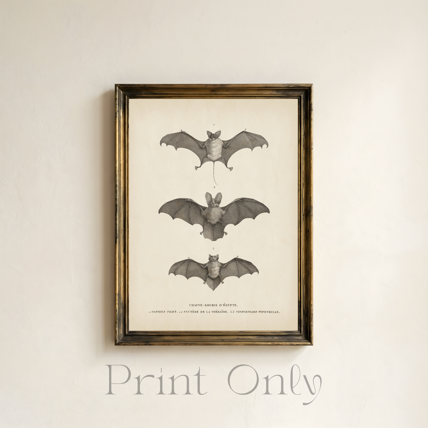 Three Bat Print
