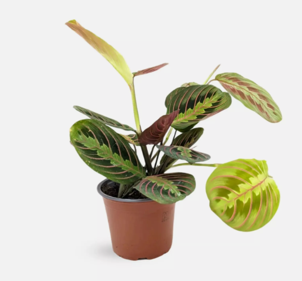 Prayer Plant - Assorted