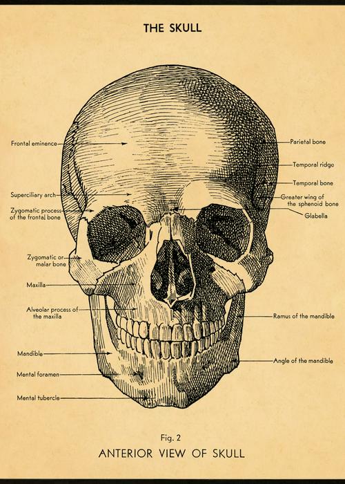 Vintage Skull Wrap