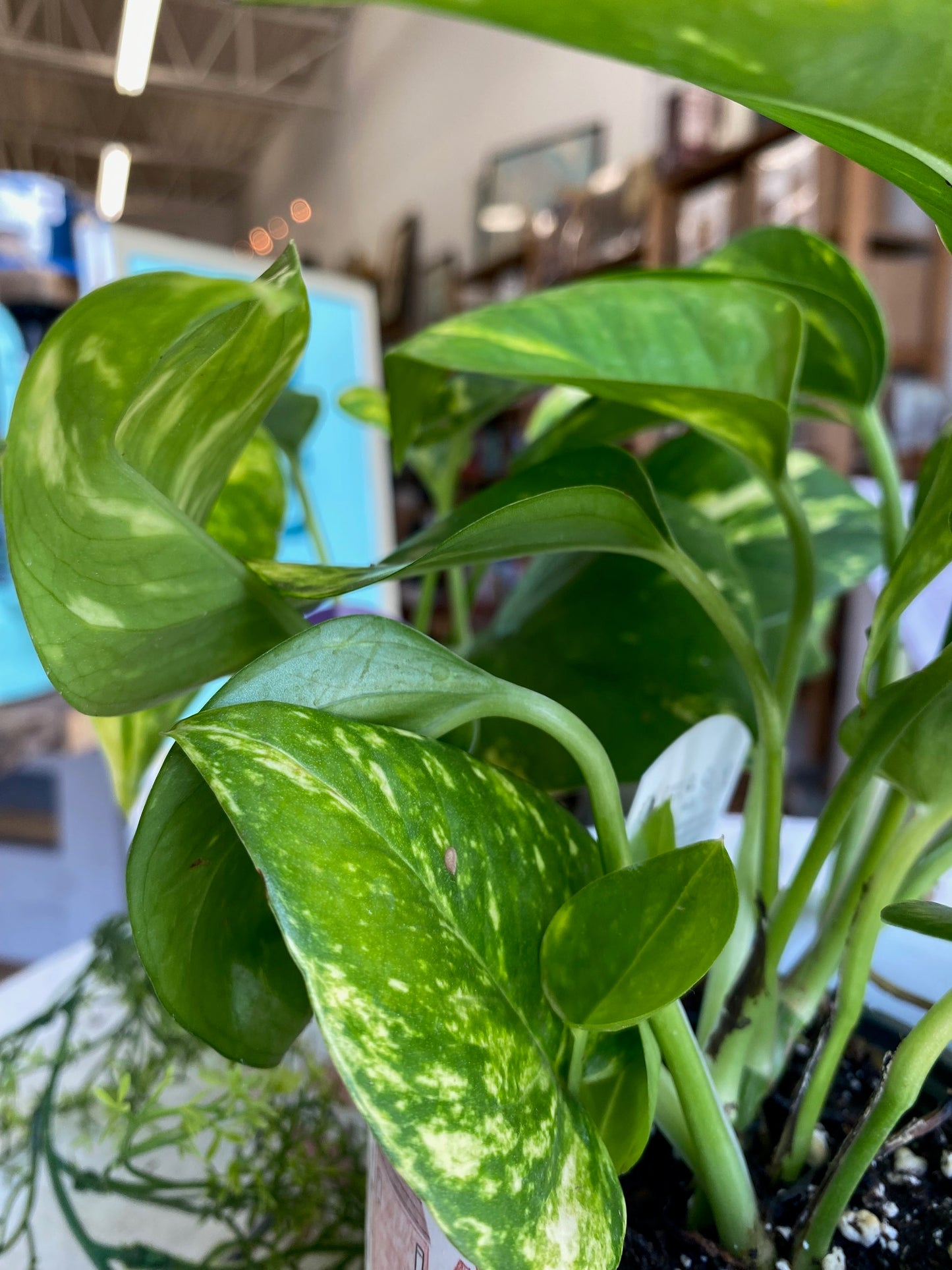 Pothos, assorted 4"
