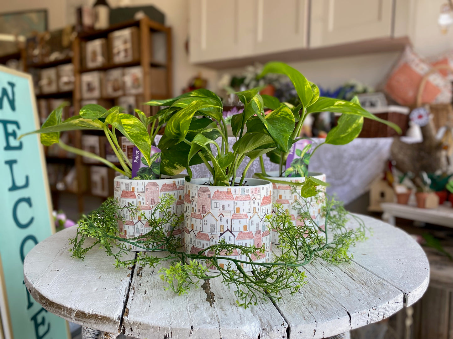 Pothos, assorted 4"