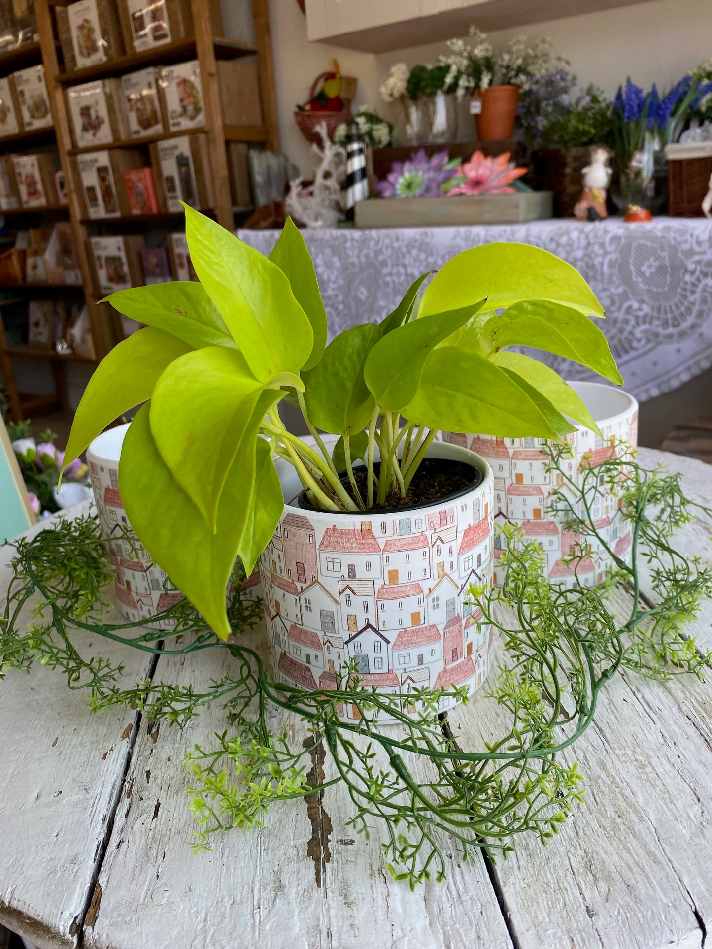 Pothos, assorted 4"