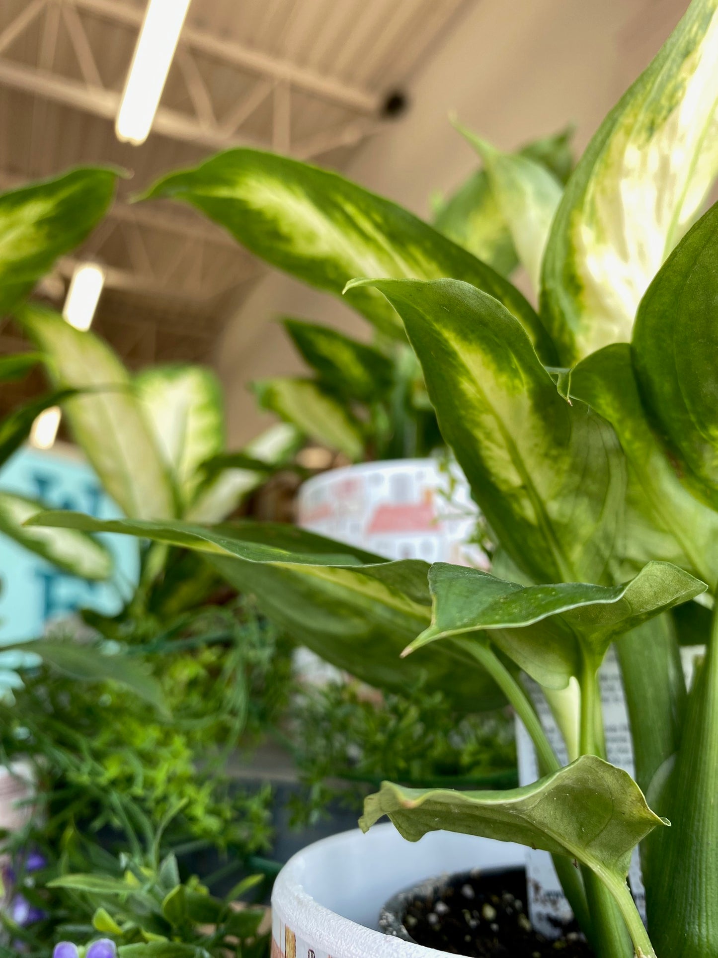 Tropical Plant, assorted 4"