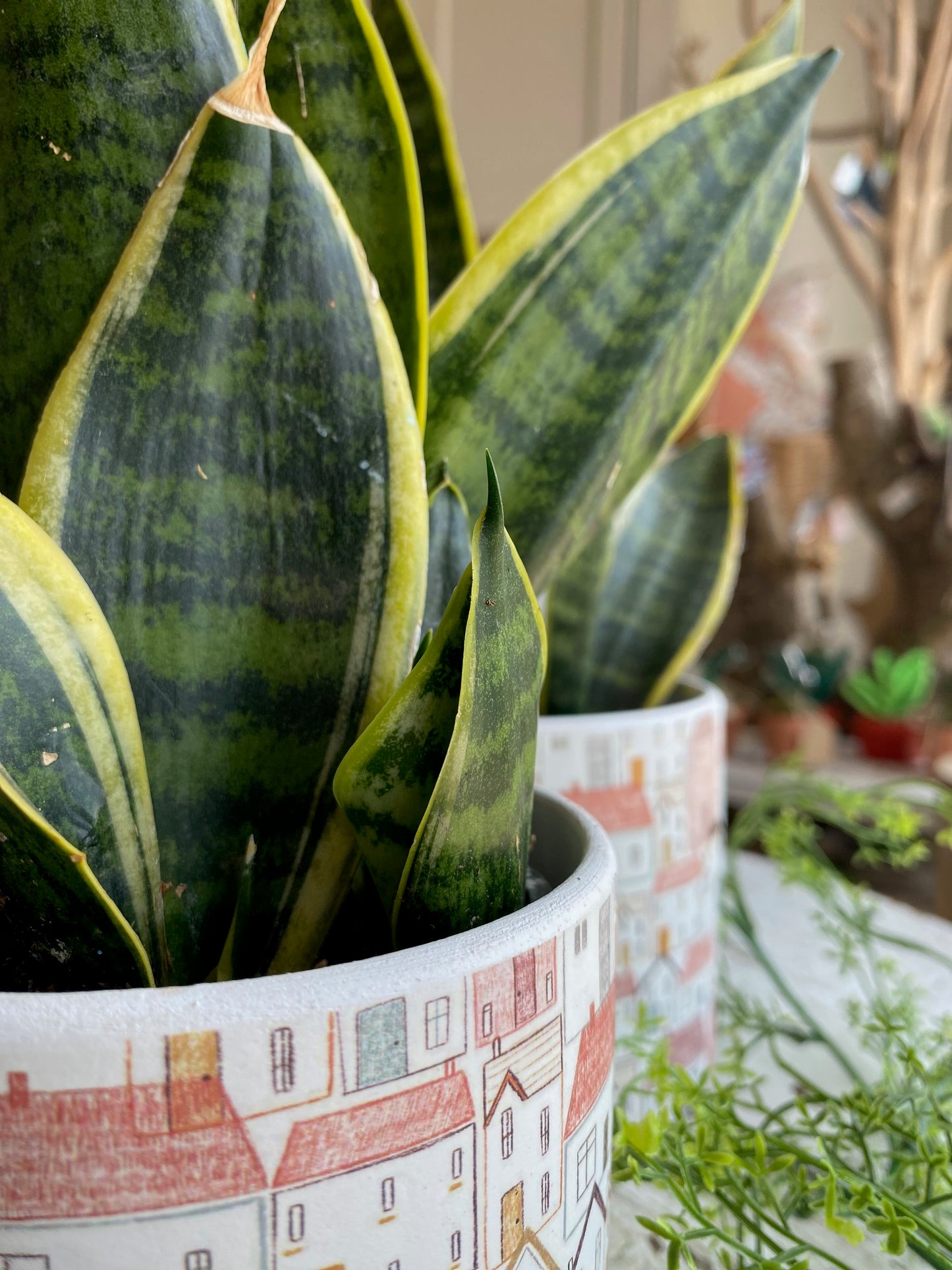 Snake Plant