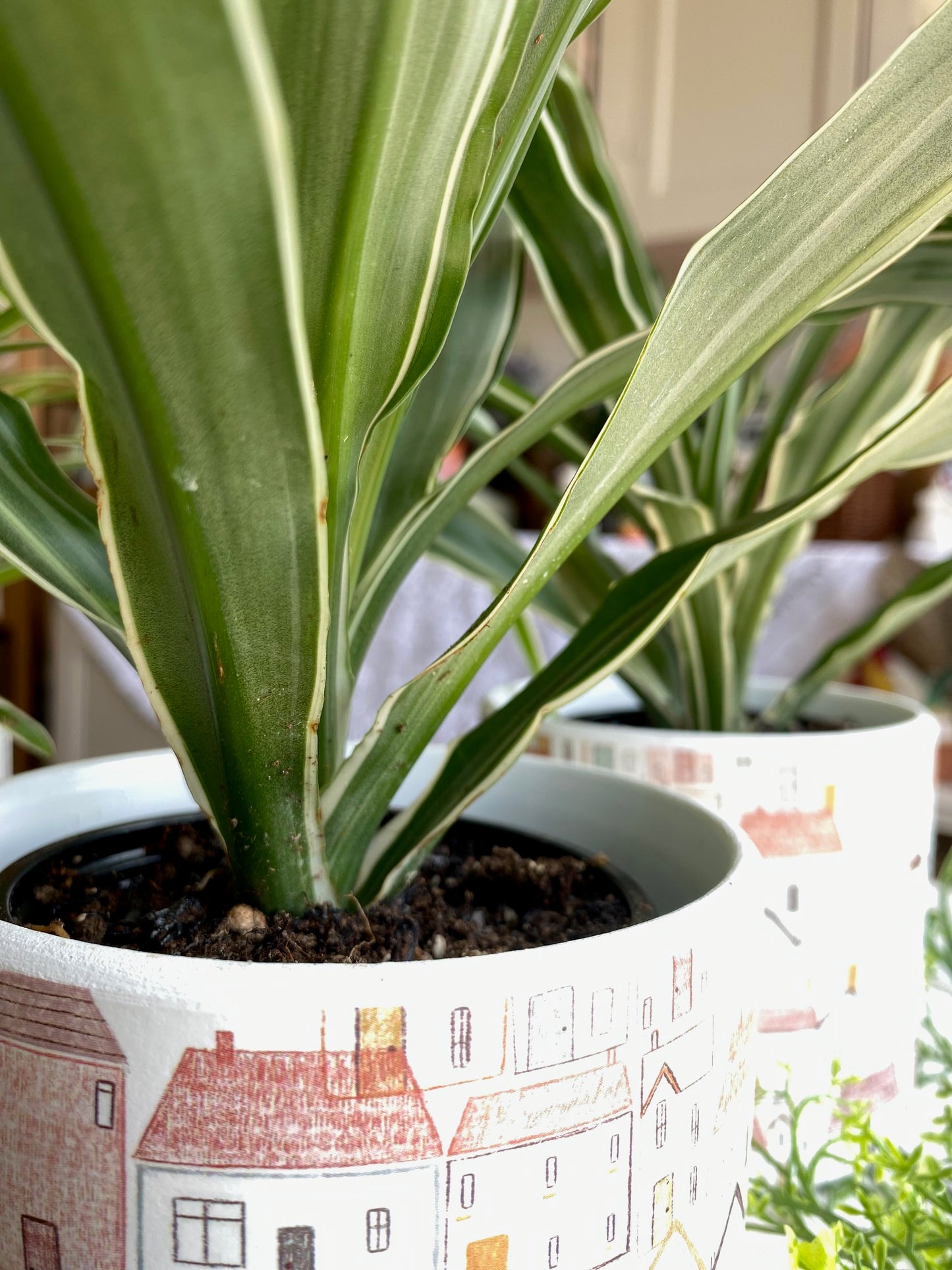 Spider Plant, assorted 4"