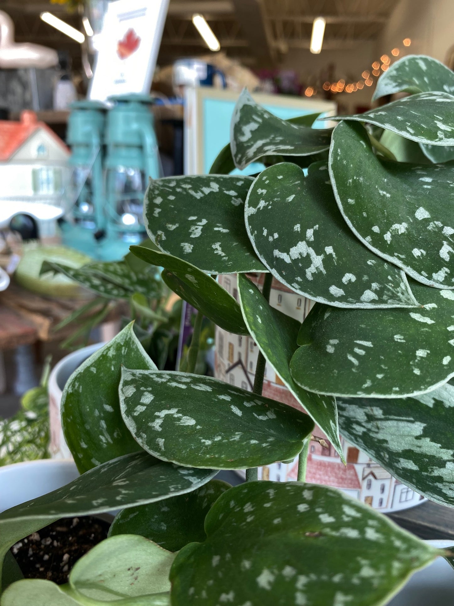 Pothos, assorted 4"