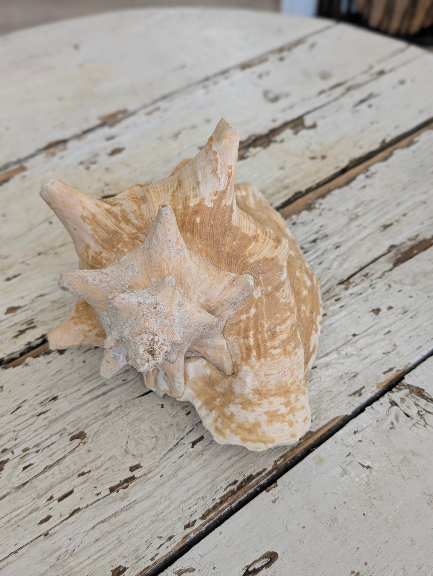 Large shell