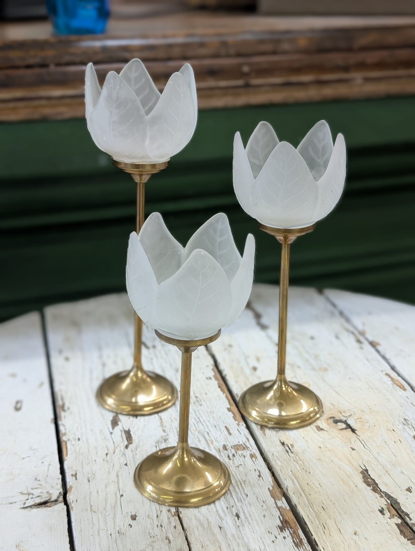 White tulip set of 3