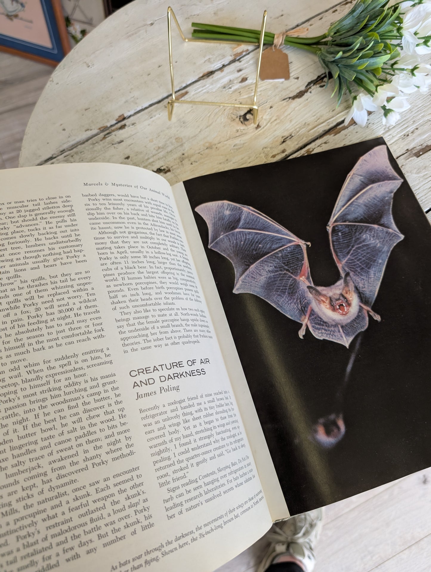Marvels and Mysteries of the Animal World