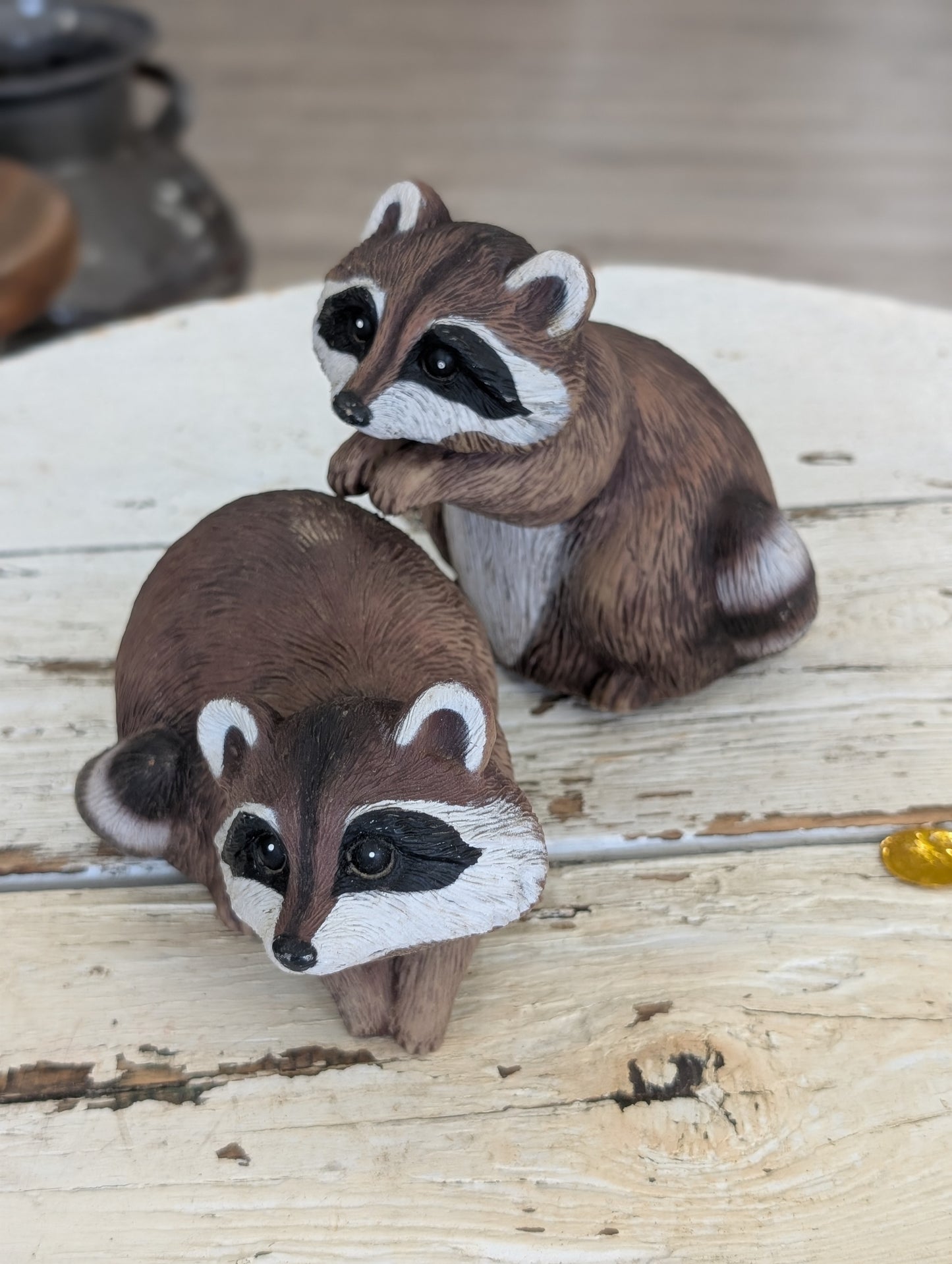 Set of raccoons