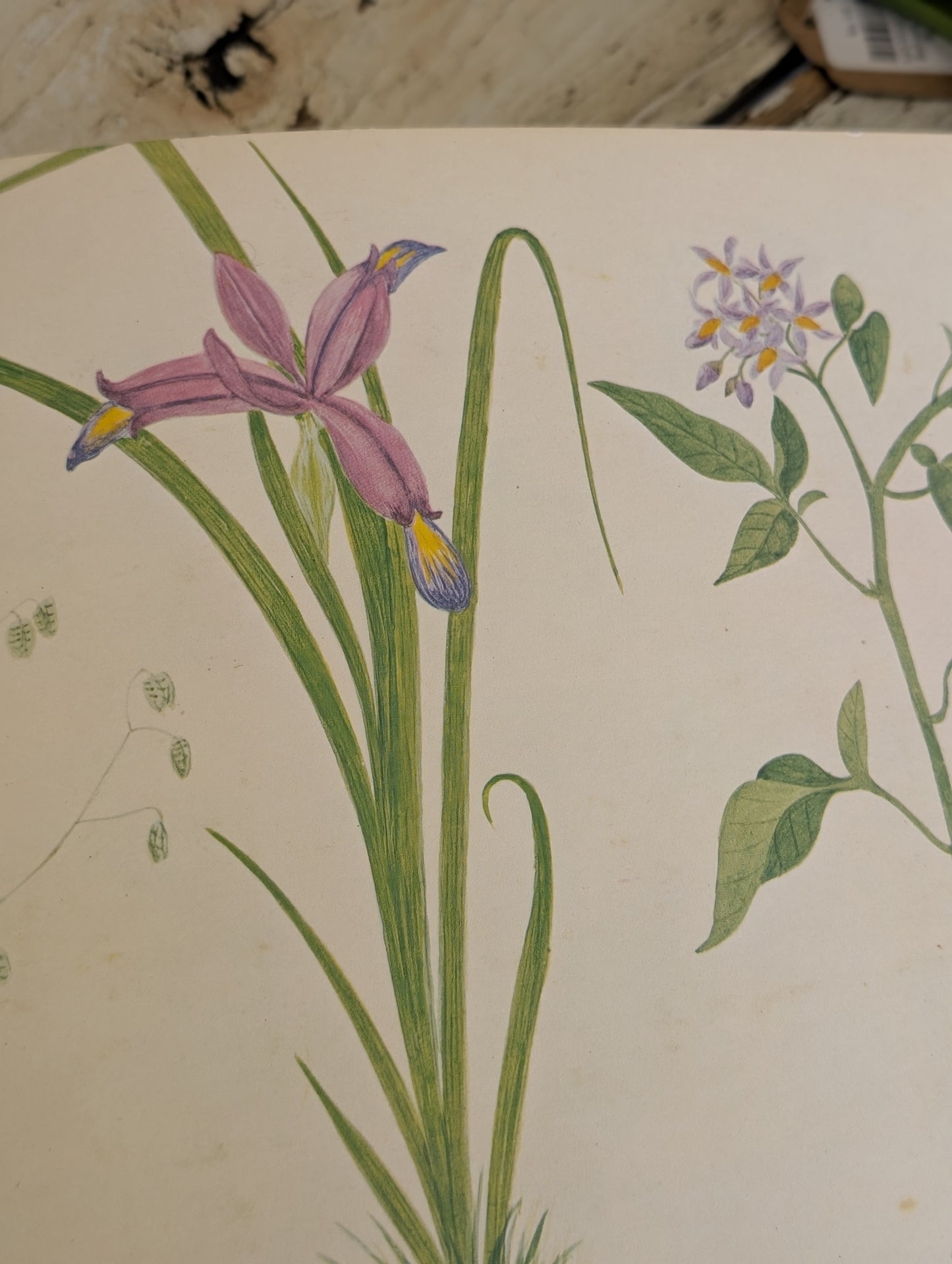 A Victorian Flower Album