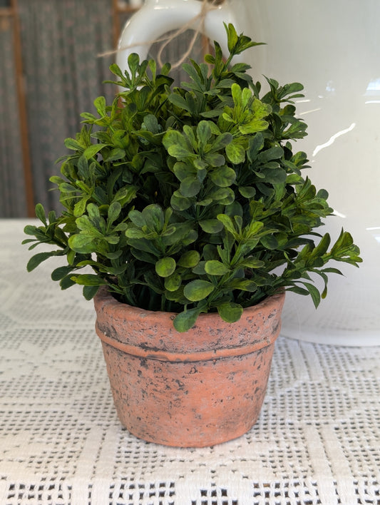 Boxwood Plant in Natural
