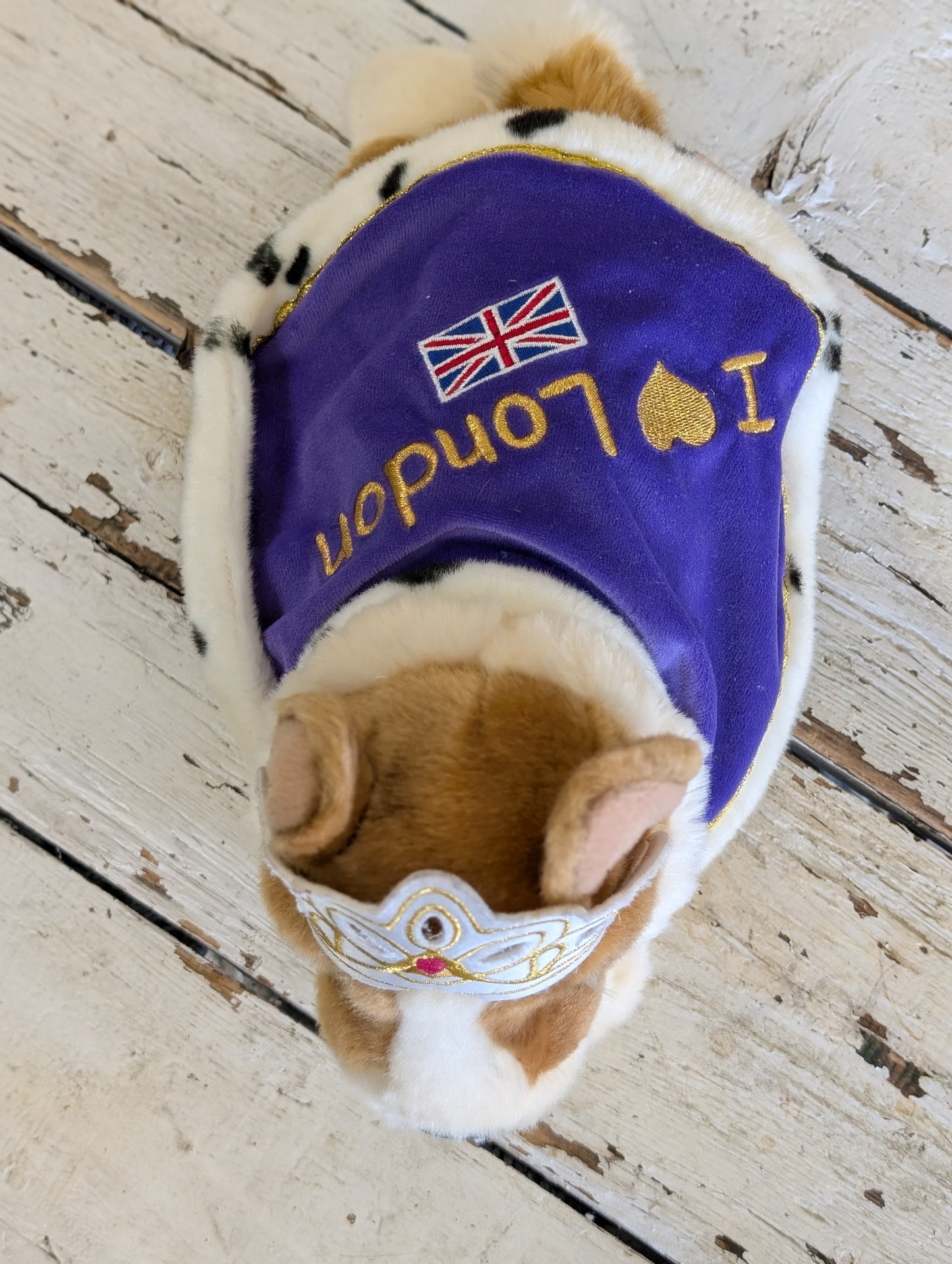 London Corgie