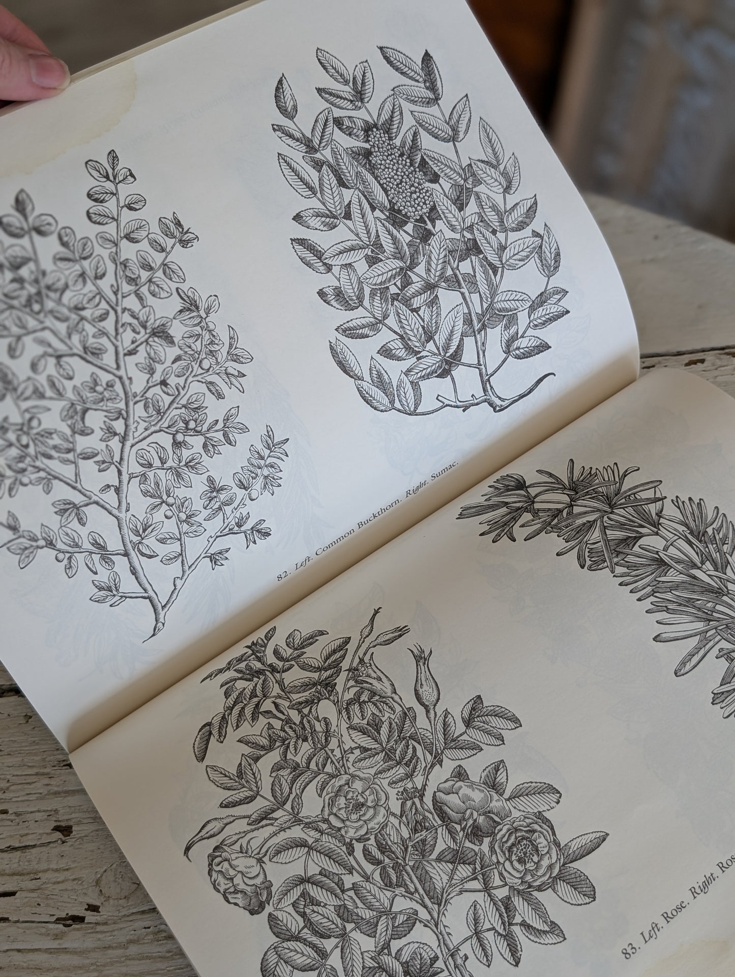 Decorative floral woodcuts
