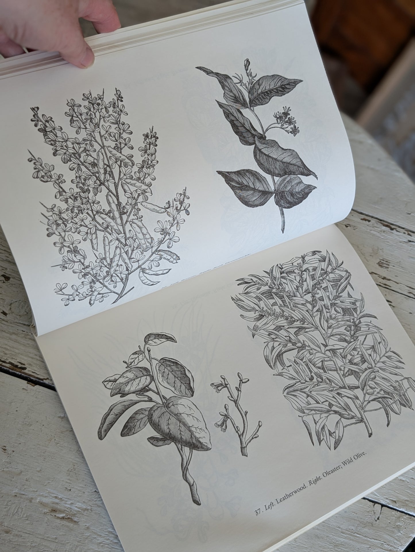 Decorative floral woodcuts