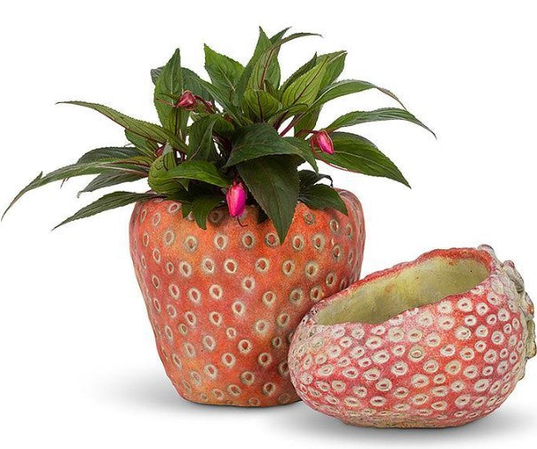 Small Strawberry Planter