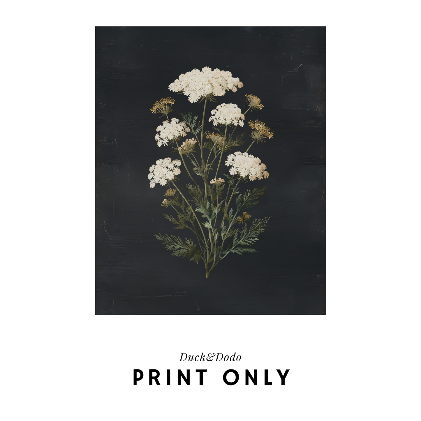 Lace Flower Botanical Print