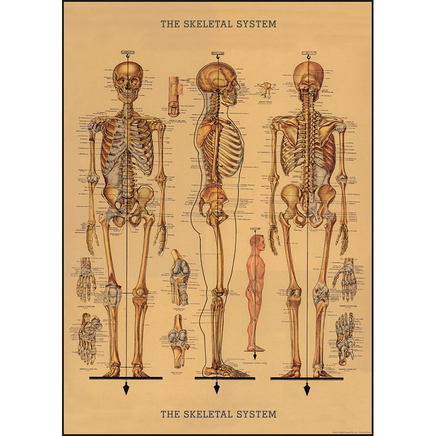 skeleton wrap