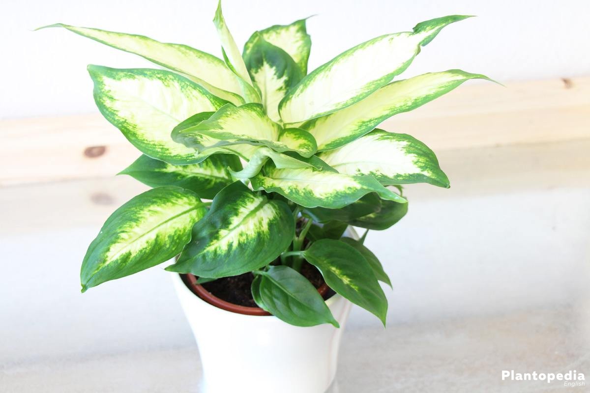 Plants