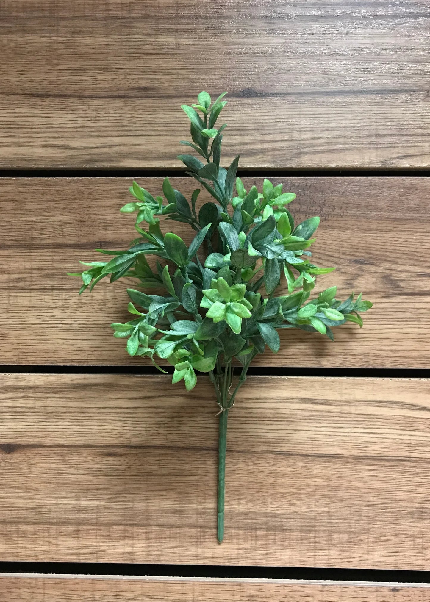 Ruscus stem