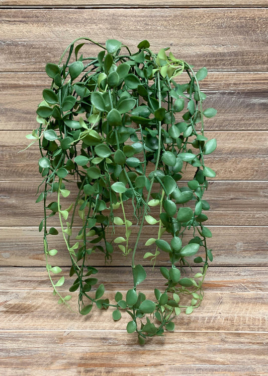 Button Leaf Bush