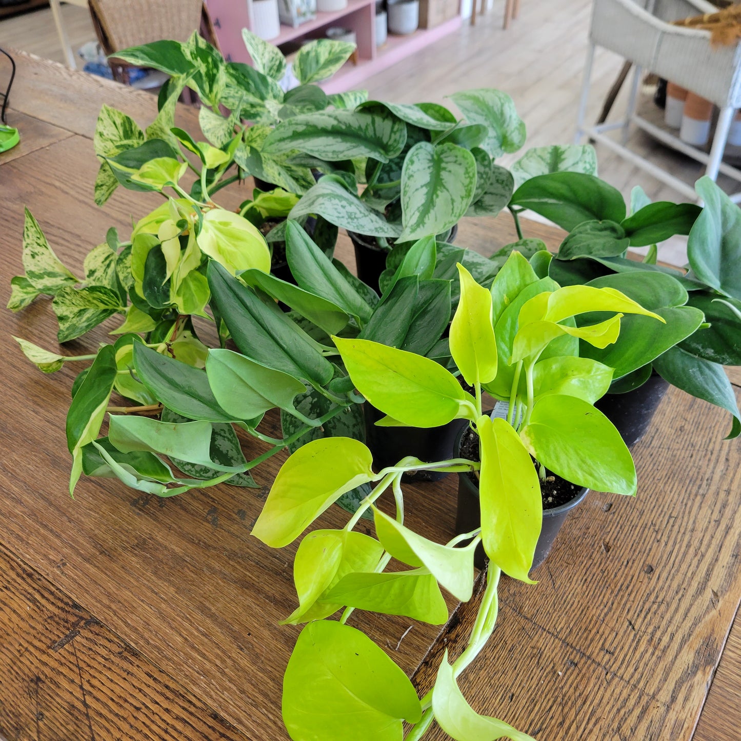 Pothos, assorted 4"