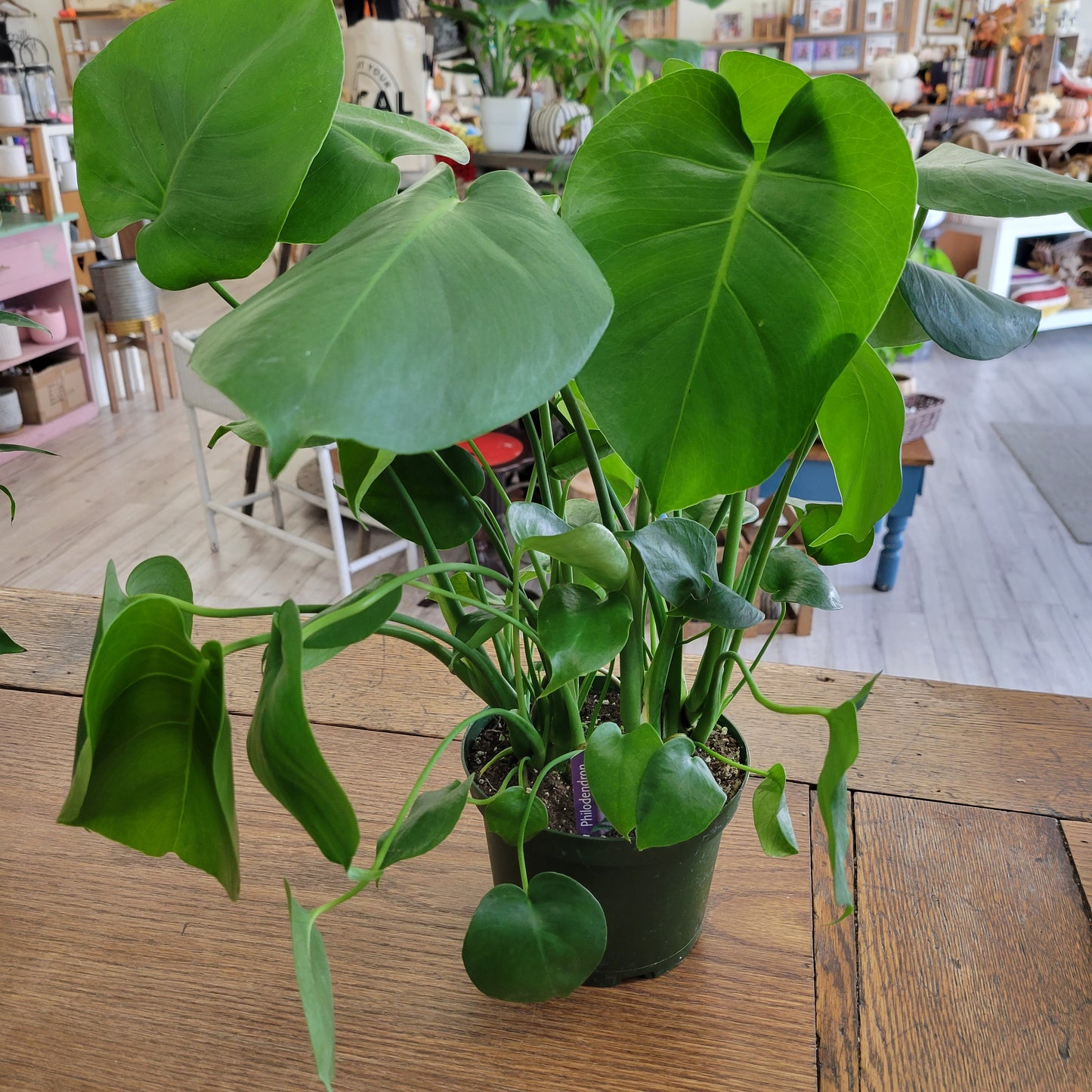 Monstera 6"