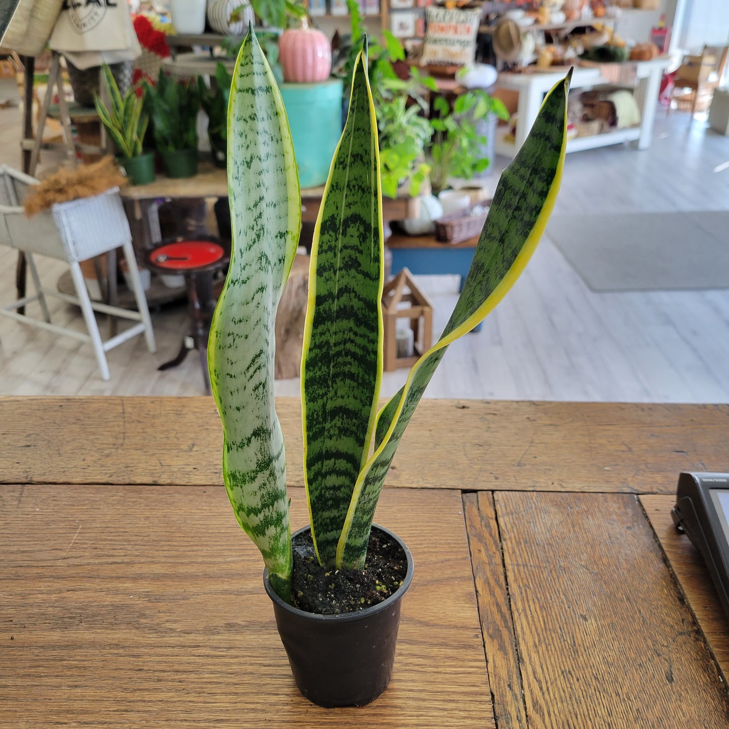 Sansevieria 4"