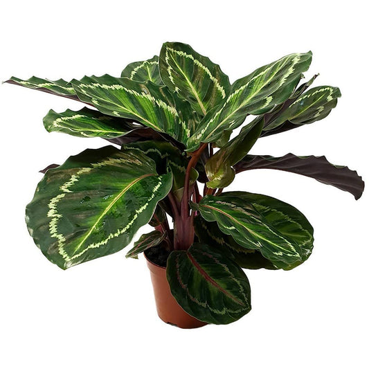 Calathea Plant