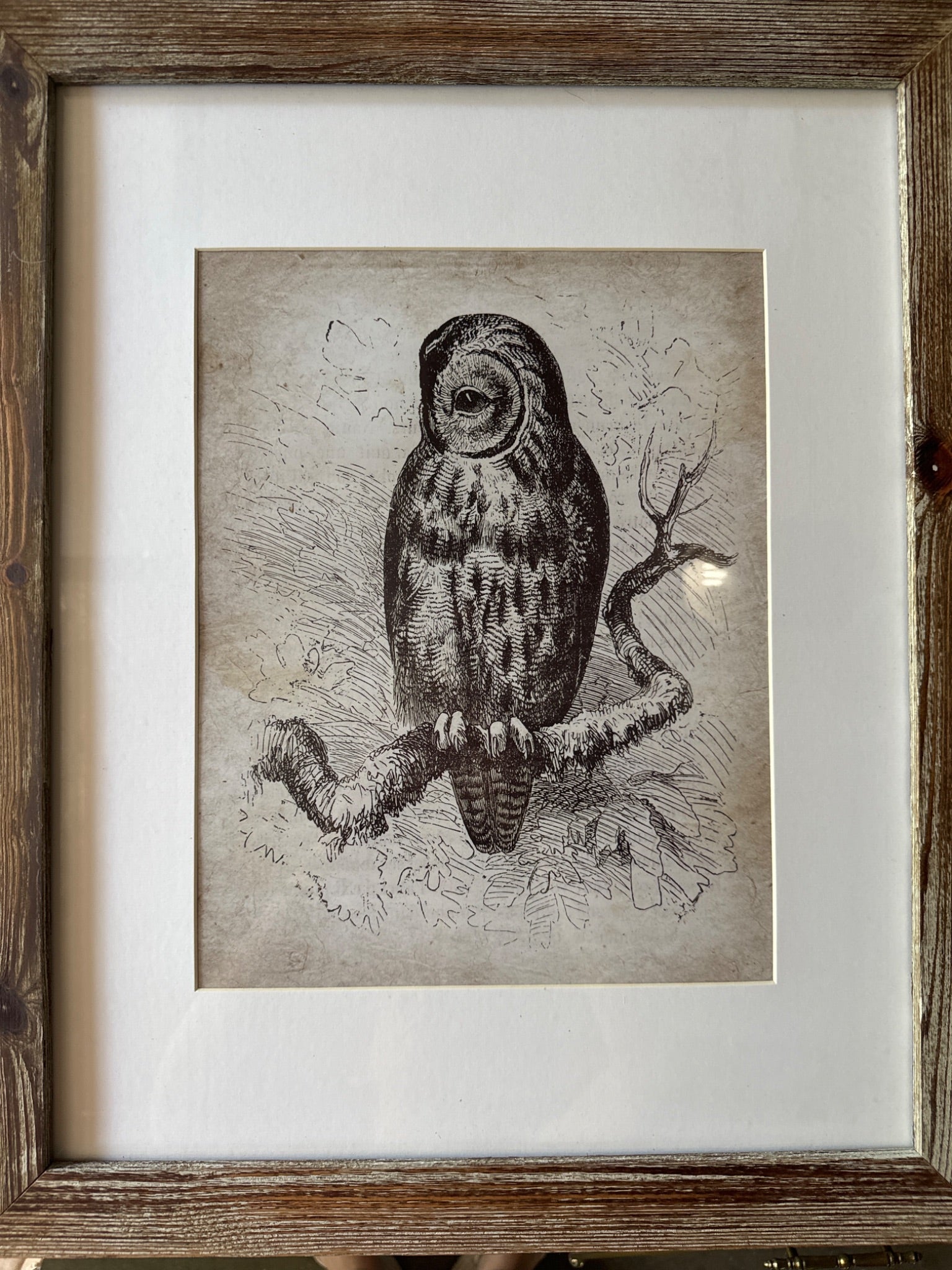 Owl Framed Print - 1