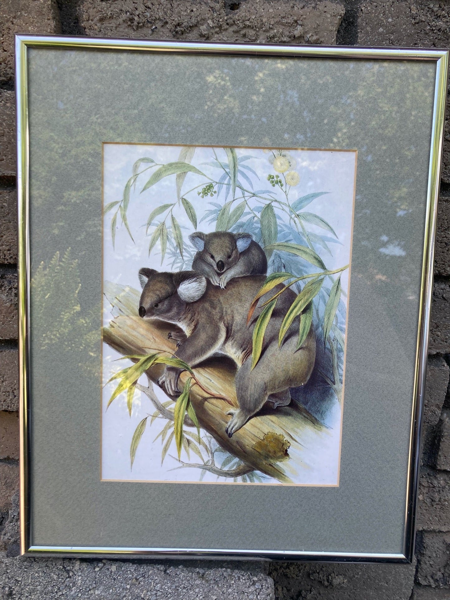 Koala Framed Print - 1