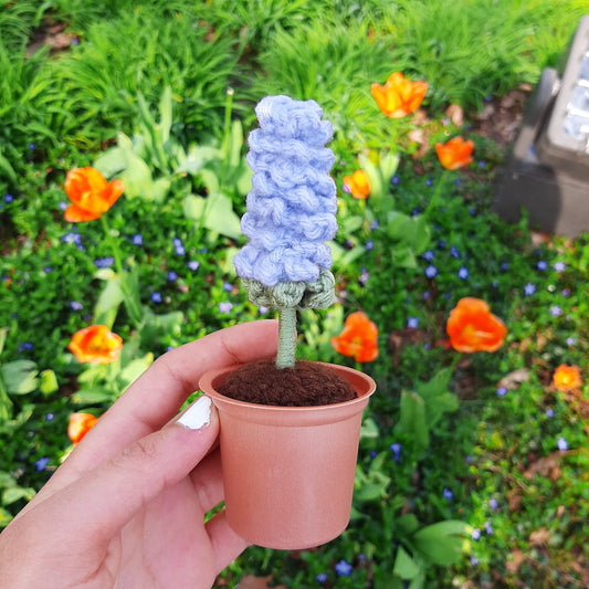 Potted Lavender - 1