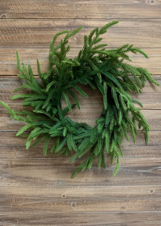 20" norfolk pine