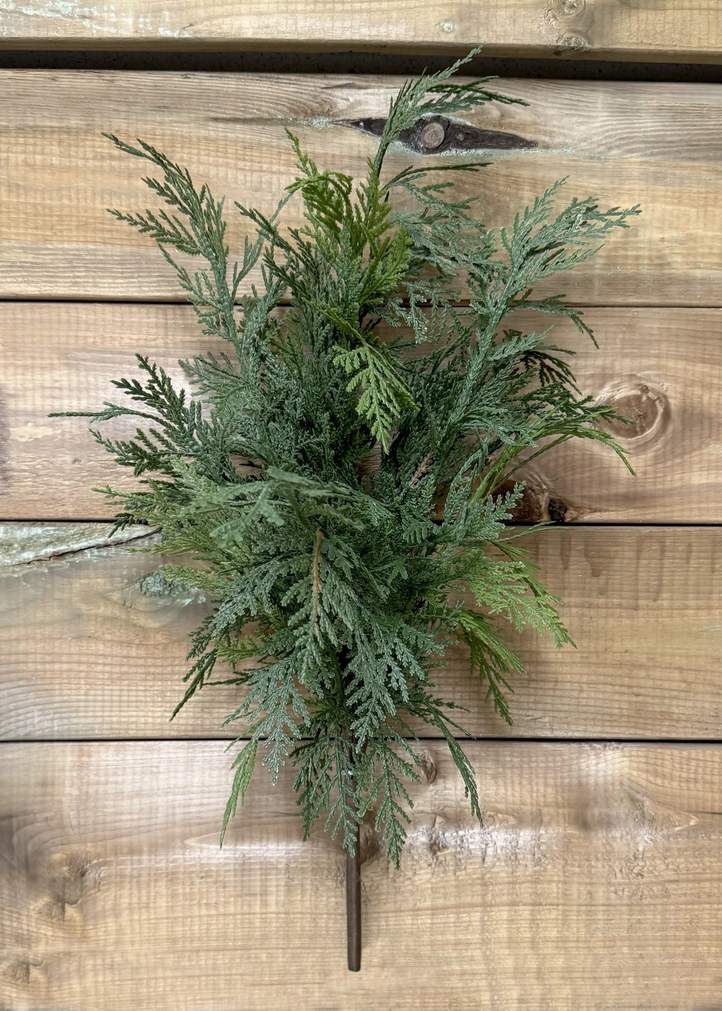 Northern White Cedar Bush 22"