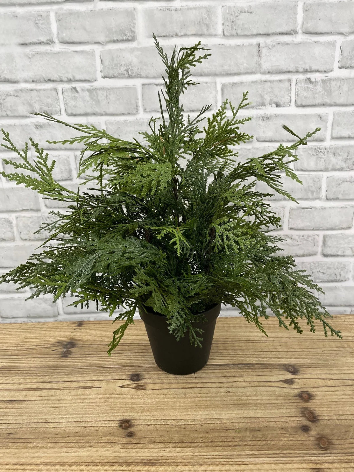 18" White Cedar