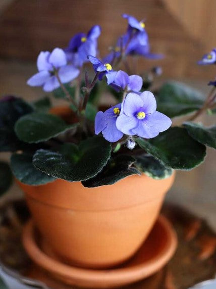 African Violet 4"