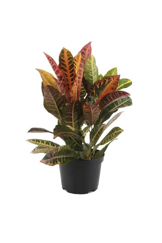 Croton Plant