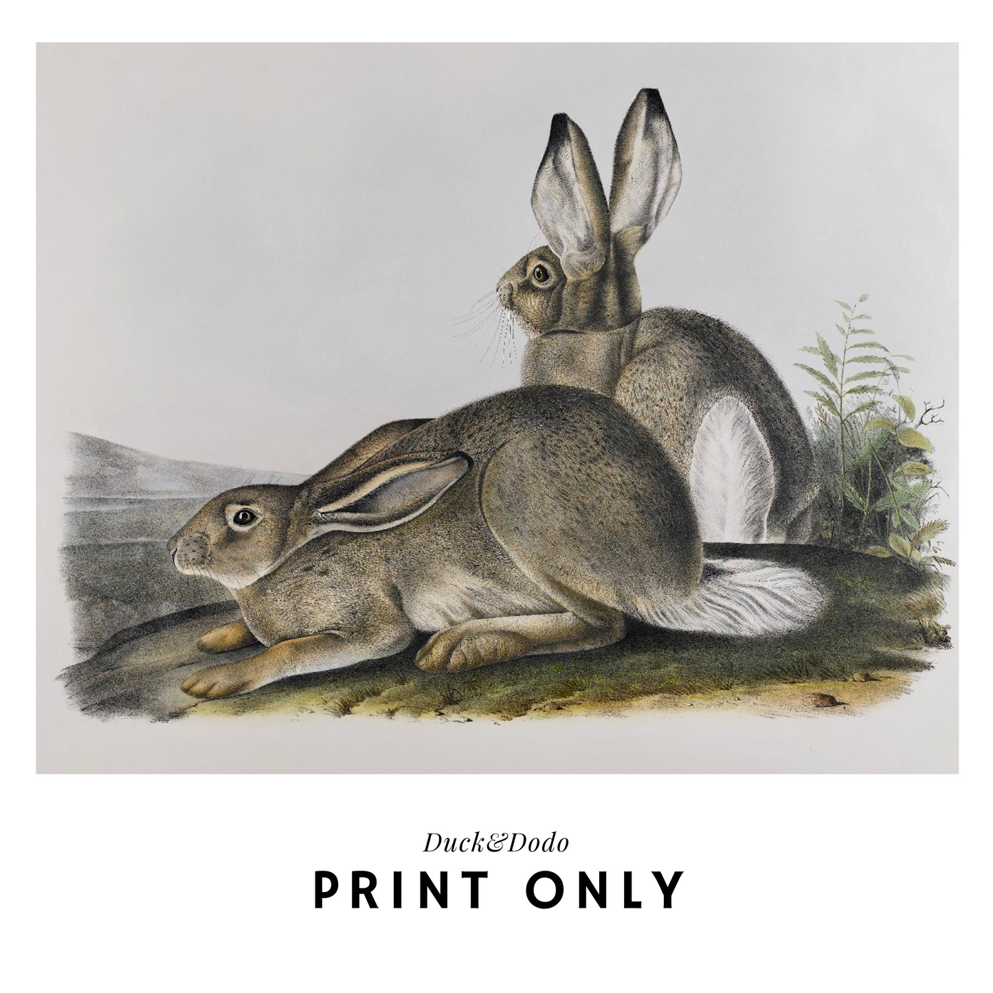 Vintage Hare Print