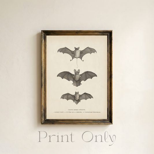 Three Bat Print
